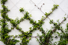 Green Vines Are Trained To Grow On A Wire Frame On A Wall, And Will Create An Elegant Minimalist Botanical Diamond Pattern When Finished.