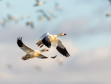 Snow Geese Gathering In Quebec Canada Preparing For The Migration South.