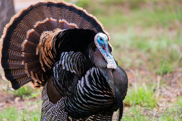 wild rio grande turkey
