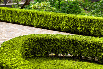 Wall Mural - boxwood bushes groomed in a park with landscaping and a pedestrian walkway.