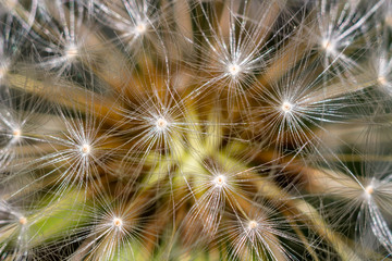 Background from common dandelion (Taraxacum officinale) seeds close-up