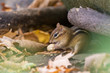 © Mircea Costina - Cute eastern chipmunk in autumn