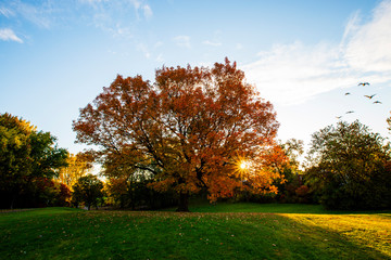 Wall Mural - old acer saccharum, the sugar maple or rock maple in autumn