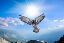Dove In The Air With Wings Wide Open . Angel Bird In Heaven