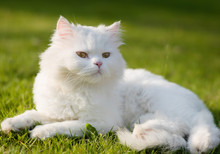 Beautiful White Cat Background