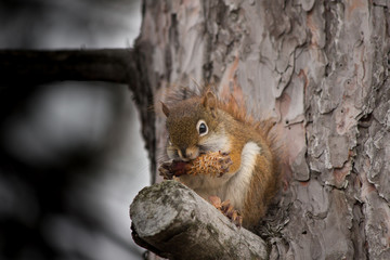 Chipmunk eating in tree