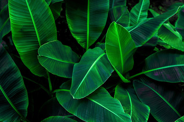 Tropical banana leaf concept, natural green banana leaf, green background in Asia and Thailand