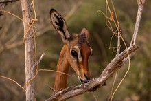 Roe Deer Among The Tree Branches, Kenya, Nairobi, Samburu