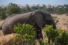 Elephant Behind The Bushes In The Middle Of The Jungle, Ol Pejeta, Kenya