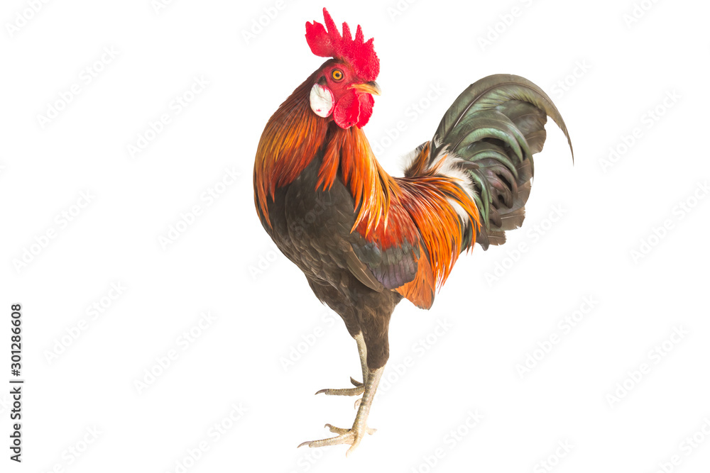 rooster isolated on white background - obrazy, fototapety, plakaty 