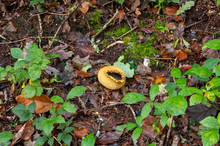Large Exploded Common Earthball  Mushroom Fungus