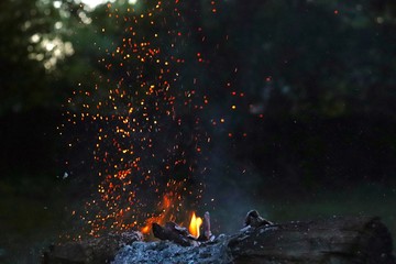 fire in the forest