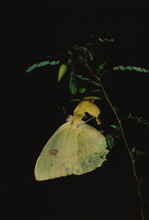 Common Sulphur Butterfly (Colias Philodice)