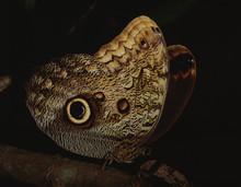Giant Owl Butterfly (Caligo Memnon)
