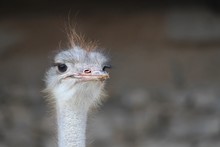Closeup Shot Of A Cute Ostrich On A Blurred Background