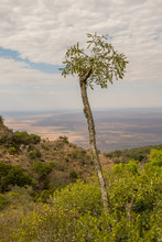 Landscape View From The Soutpansberg Mountain In The Limpopo Province In South Africa Image For Background Use With Copy Space 