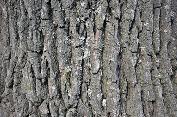 Drawing texture of oak bark. Harvesting textures for designers.