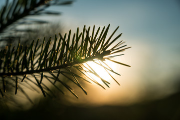 Sun setting behind closeup of pine tree needles, autumnal nature background