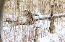 Barred Owl In Deep Mid Winter In A Snowy Landscape, Quebec, Canada.