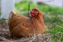 Golden Comet Hybrid Chicken, Hen, Laying On Her Nest. Golden Comets Are Known For Being Prolific Egg-layers.