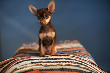 Wall Mural - Beautiful Russian Toy Terrier sits on a striped plaid on a blue background.