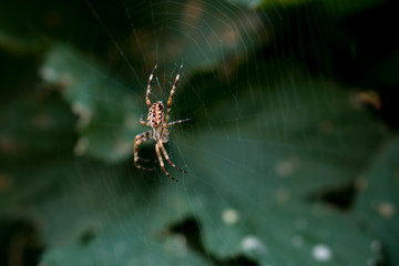spider on web in park at summer
