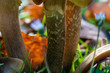 Pilze im Herbst wachsen auf Wiese