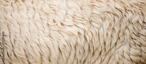 Fotografía Detailed closeup of natural Australian sheep wool.