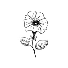 Petunia. Hand-drawn Black And White Sketch Petunia Flower. Isolated On A White Background. Vector Illustration.