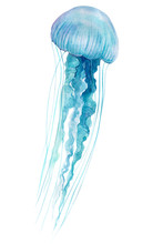 Blue Jellyfish On An Isolated White Background, Watercolor Illustration, Hand Drawing