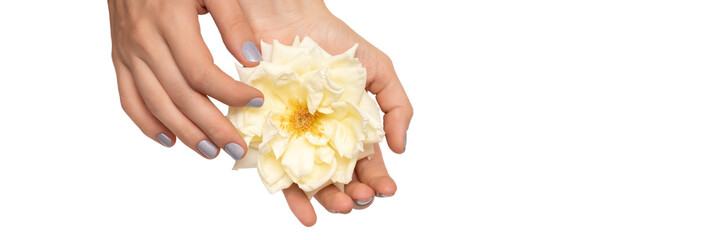 Female hands holding a white rose on white background, banner.