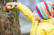 Cute adorable little kid boy making an egg hunt on Easter. Happy child searching and finding colorful eggs in domestic garden. Boy in spring clothes on cold day. Old christian and catholoc tradition.