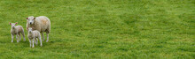 Three Sheep In Field Banner Image