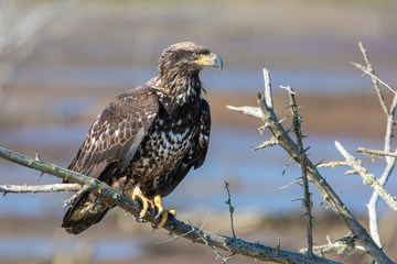 a beautiful, wild juvenile bald eagle (haliaeetus leucocephalus) perched on a dead tree branch over 