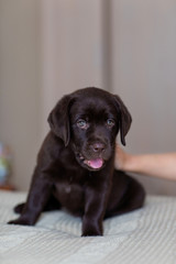 Puppy dog breed Labrador chocolate color sits on the bed during the day