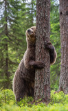 Fototapeta Zwierzęta - Brown bear stands on its hind legs by a tree in a summer forest. Scientific name: Ursus Arctos ( Brown Bear). Green natural background. Natural habitat.