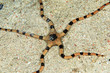 starfish on the sand bottom