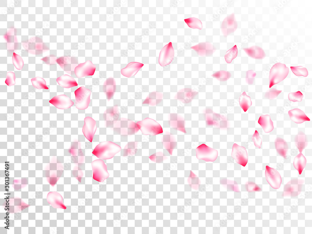 Pink sakura petals confetti flying and falling - obrazy, fototapety, plakaty 