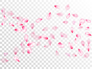 Pink sakura petals confetti flying and falling