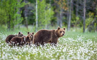 she-bear and cubs. brown bears in the forest at summer time among white flowers. scientific name: ur