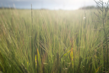 field of wheat