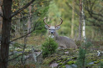 white tailed deer