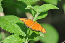 Papillon Sur Une Feuille, Costa Rica
