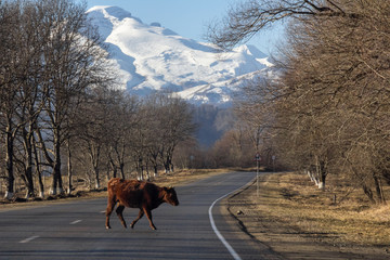 Views of the Caucasus Mountains on the road