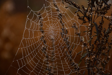 spider web with dew drops