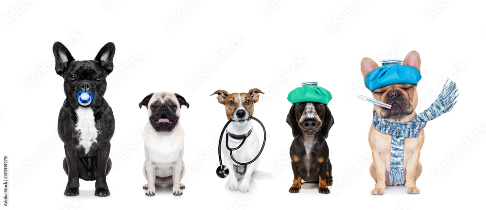 medical doctor sick ill dogs - obrazy, fototapety, plakaty 
