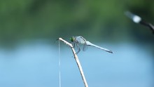 Eastern Pondhawk Dragonfly, Erythemis Simplicicollis, Lands On A Rush Stem At Yates Mill Pond In Raleigh, North Carolina