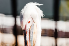 Selective Focus Of Pelican With Big Beak In Zoo