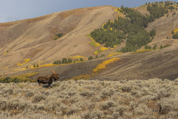 Wall Mural - Bull Moose in Grand Teton National Park Wyoming in Autumn