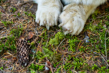 Close Up Of Cute Paws Of Corgi Dog In Forest